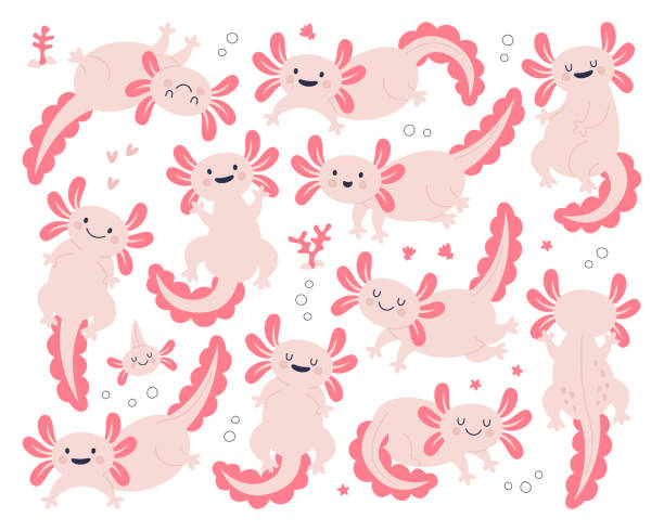 illustrazioni stock, clip art, cartoni animati e icone di tendenza di personaggi svegli axolotl con emozione sorridente felice sull'illustrazione vettoriale del set isolato del viso - young animal sea life amphibians animals and pets