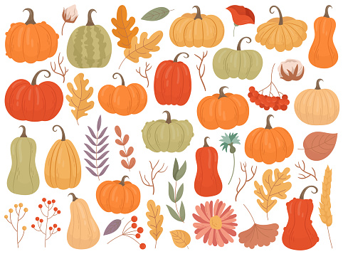 Autumn pumpkin vegetable harvest, plant leaves, garden flower isolated set for thanksgiving holiday. Fall season squash crop and different botanical decorative doodle element vector illustration