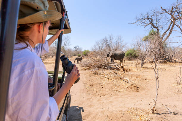 einen elefanten bei einer safari in afrika ganz nah aus einem jeep heraus beobachten - etoscha nationalpark stock-fotos und bilder