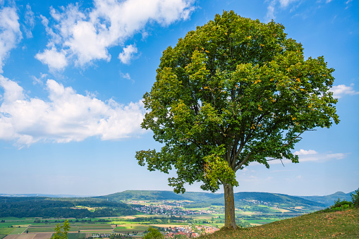 Very old lime tree with copy space on sky, at the top of the hill. Photo taken in village of Innimond in Bugey mountains, in Ain, Auvergne-Rhone-Alpes region in France during a sunny spring day.