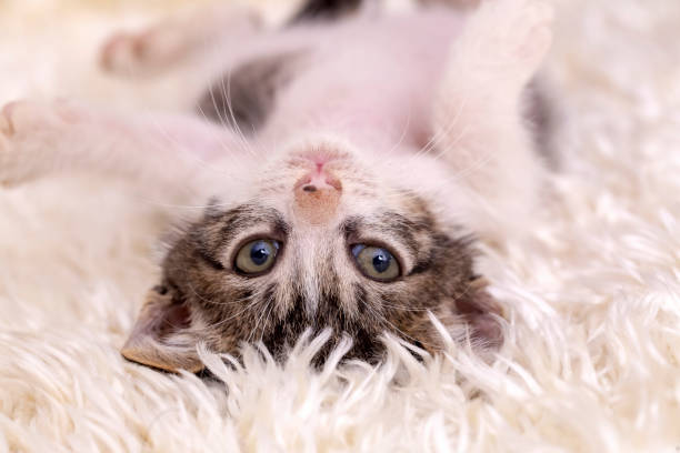 istock Cute kitten tabby cat, pet animal 1805833568