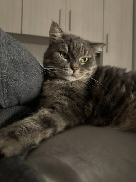 istock Domestic cat on the bed 1805834693