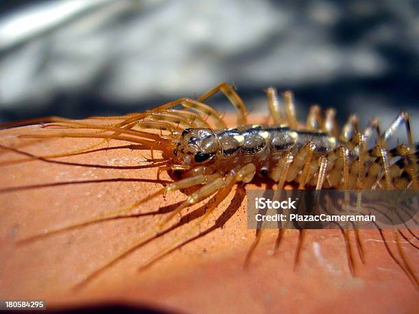 Scutigera Coleoptrata — стоковые фотографии и другие картинки Домашний быт - Домашний быт, Стоножка, Безпозвоночное