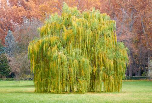 Weeping willow tree on Park in Autumn, Landscape. Salix babylonica (Babylon willow or Weeping willow) is a species of willow native to dry areas of northern China, but cultivated for millennia elsewhere in Asia, being traded along the Silk Road to southwest Asia and Europe.