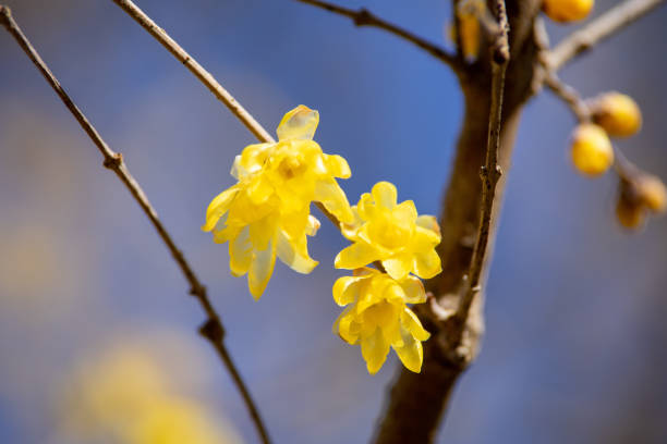 istock Wintersweet twig,yellow flower on branch in winter. 1805843817
