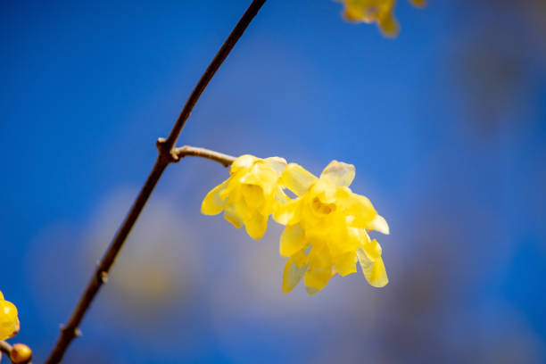 istock Wintersweet twig,yellow flower on branch in winter. 1805844461