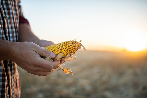 Close-up of unrecognizable farmer holding corn at the agricultural field on at sunset.
