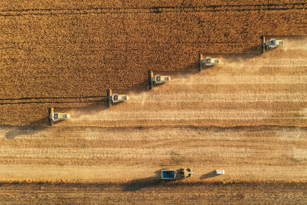 Harvesting In Agriculture Crop Field. Dust rising from combine during crop harvesting, no-till technology professional occupation. raw landscape stock pictures, royalty-free photos & images