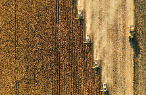 Aerial shot of corn harvested with combines on the field.