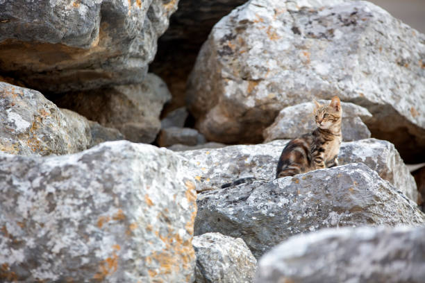 istock Ephesus ancient city and stray cat, Izmir / Turkey 1805849886
