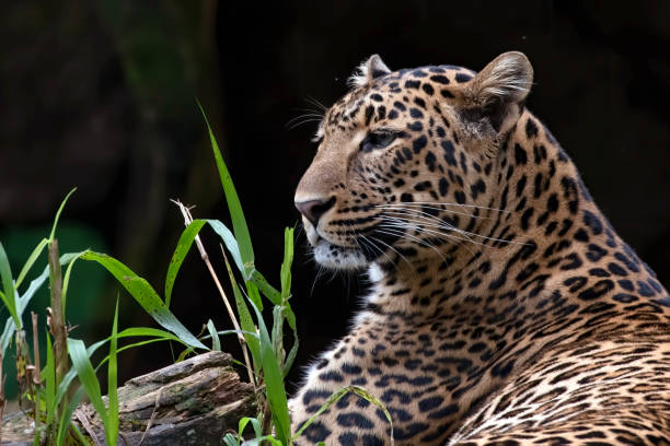 istock Javan leopard rest in a pile of woods 1805850483