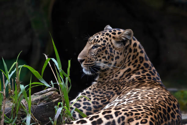 istock Javan leopard rest in a pile of woods 1805850509