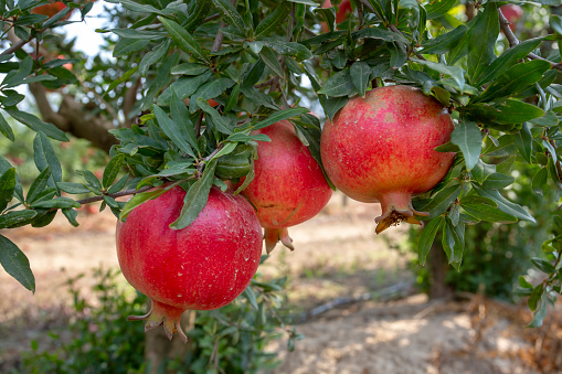 Fresh pomegranate fruit tree, Izmir / Turkey