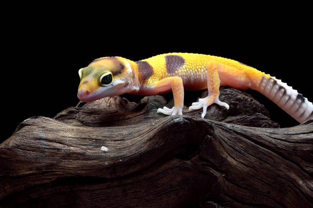 istock Baby leopard gecko on black background 1805853331