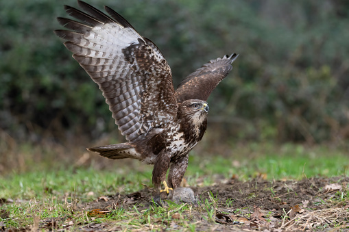 Eurasian buzzard with a rat