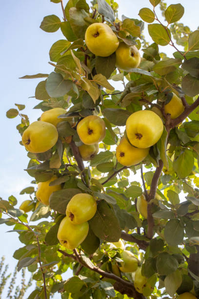 istock Organic fresh Quince tree, Izmir / Turkey 1805854040
