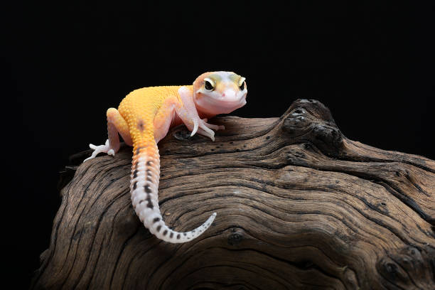 istock Baby leopard gecko on black background 1805854458