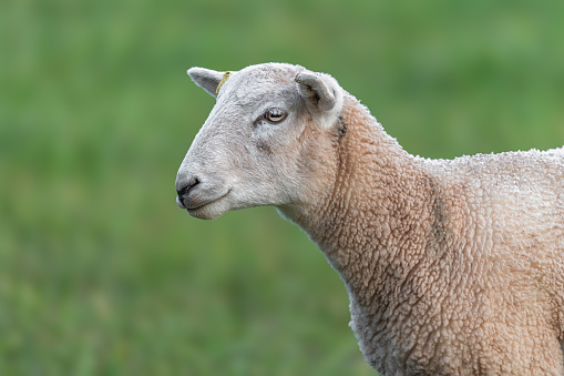Sheep in a field gazing close up photo