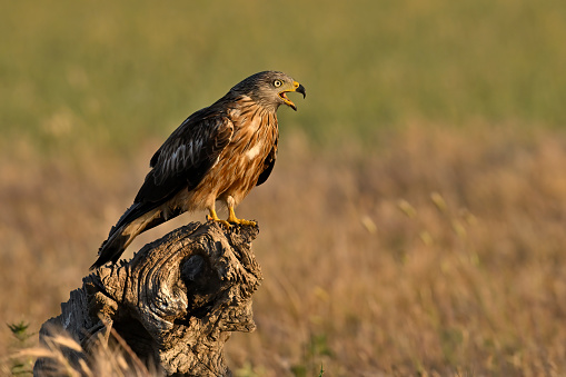 Alcon waiting for prey standing on a tree branch