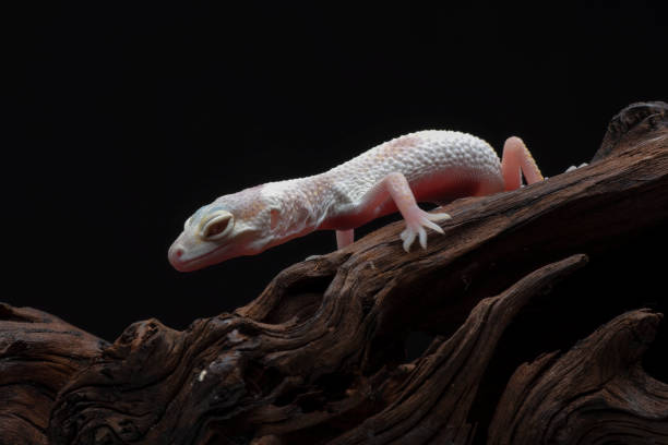 istock Baby leopard gecko on black background 1805855029