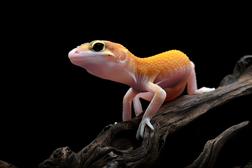 Baby crested gecko on isolated white background