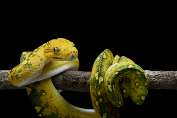 istock Juvenile Green tree phyton in black background 1805856930