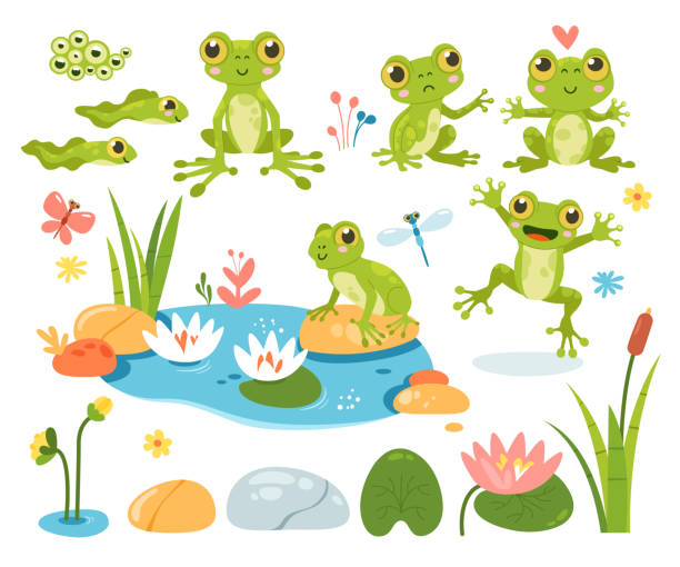 cartoon-frosch-amphibien-maskottchen, kaulquappe, froschlaich, seerosen und schönes isoliertes teich-set - frog jumping pond water lily stock-grafiken, -clipart, -cartoons und -symbole