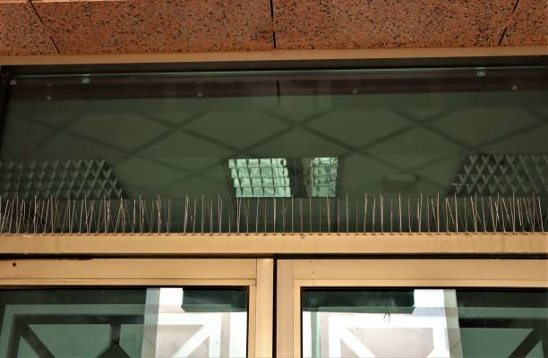 istock Bird spikes on window ledges: Flexible Stainless Bird Spikes with Plastic Base. Pest Stop, Bird Stop, Pigeon Fence. Bird Deterrent Spike. 1805862955