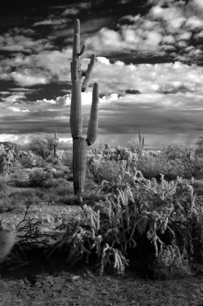 istock Storm clouds forming Sonora Desert Arizona in Infrared 1805864722