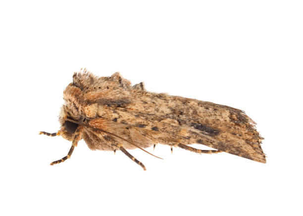 istock Nutmeg moth isolated on white background, Hadula trifolii 1805866398