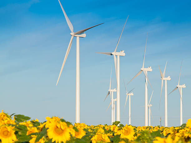istock Wind turbines and sunflowers 180587016