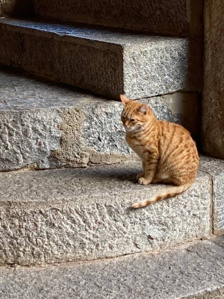 istock Bulgaria - Cats in the Rilski Monastir 1805878416