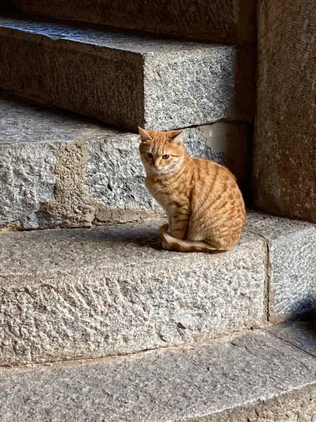 istock Bulgaria - Cats in the Rilski Monastir 1805878432