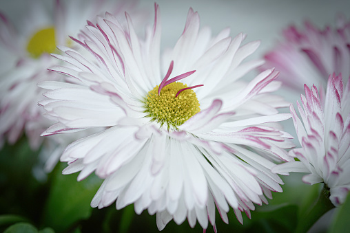 Macro image of Gerbera daisy