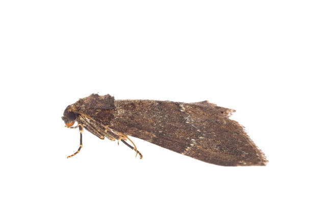 istock Tissue moth isolated on white background, Triphosa dubitata 1805886365