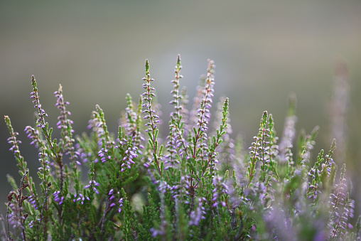 Scotch Heather flowers photographed in Scotland  in beautiful evening light with selective focus and on soft natural background