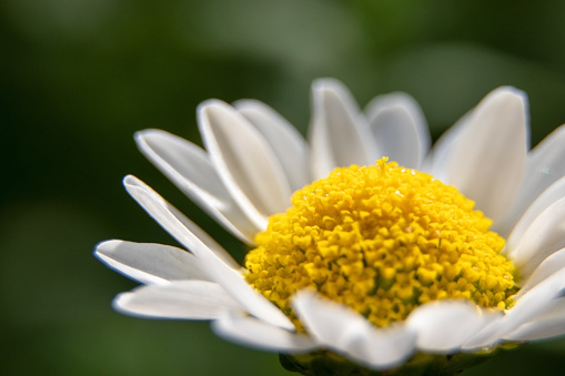 Chamomile flower in the wild macro view. Close up Mtricaria