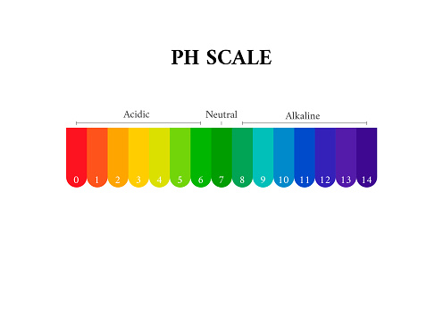 Ph alkaline and acidic scale chart , Scale of acidity of litmus indicator paper vector illustration