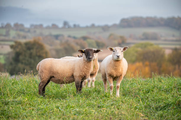 istock Small group of sheep in field with countryside background 1805894852
