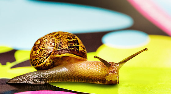 Vibrant close-up of a snail with a patterned shell in hues of brown and yellow, crawling on a surface with a bright yellow foreground and a multicolored background that includes shades of blue, pink, and green. The focus is on the snail, particularly its head and the protruding eye stalk, which is pointed forward. The lively colors in the background contrast with the natural colors of the snail, emphasizing its presence and movement.