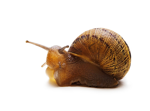 Extreme close-up of a garden snail with its eye stalks extended, looking inquisitive or curious.