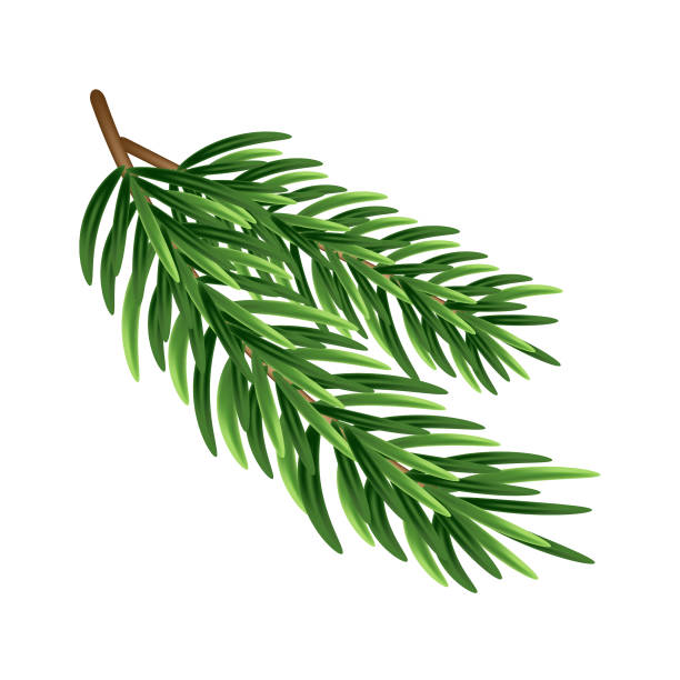 ilustrações, clipart, desenhos animados e ícones de dois galhos de uma árvore de natal. - leaf branch tree green