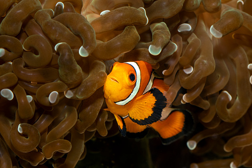 False Clownfish hiding in Sea Anemone