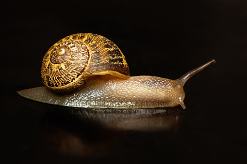 A snail with a golden-brown shell intricately patterned with dark brown lines and swirls. The snail's body is a pale, fleshy color with a moist texture visible on its skin. It is gliding across a reflective black surface. The dark background provides a stark contrast to the snail, highlighting its form and the reflective quality of the surface it is on.