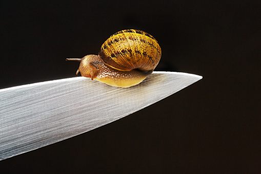 A snail traversing the edge of a knife blade. The snail's shell has a pattern of yellows and browns. The knife is sharp and reflects light along its surface, indicating smooth, honed metal. The background is dark, which creates a stark contrast with the brightly lit knife and the snail, emphasizing the snail's silhouette and the gleaming edge of the knife.