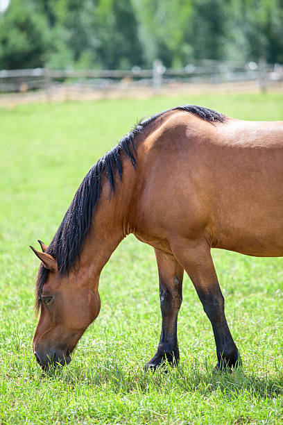 istock Chestnut horse grazing in the meadow. Closeup view 180590122