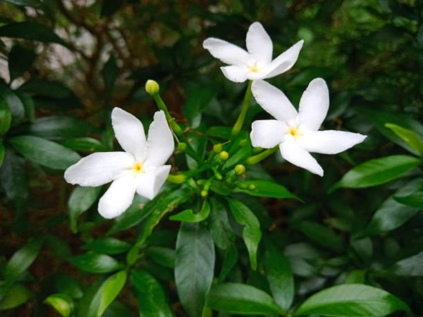 istock Beautiful white colour flowers 1805901444