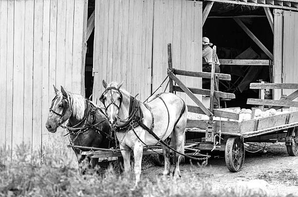 istock Two Horses, Wagon & Worker in Amish Country 180590229