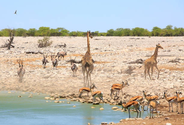 istock Vibrant african waterhole with lots of different animals 1805913736
