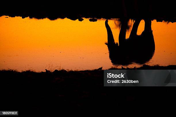 Refleja Elephant Foto de stock y más banco de imágenes de Aire libre - Aire libre, Aislado, Alimentar